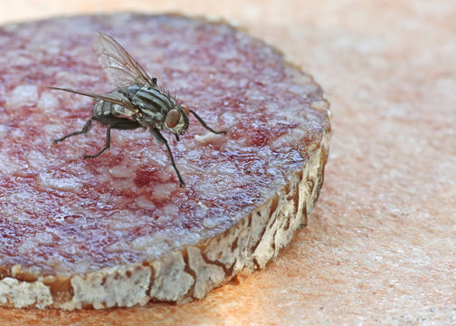 Fliege auf Salami
