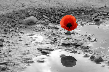 Obraz premium Mak w wodzie