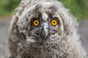 Nestling long-eared owl portait, Asio otus