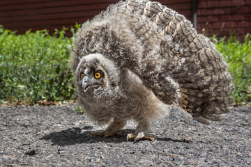 Furious nestling long-eared owl, Asio otus