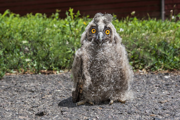 Nestling long-eared owl, Asio otus