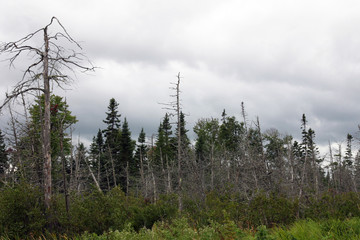 Waldsterben in Kanada am Lake Huron 