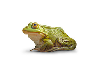 Frog on a white background.