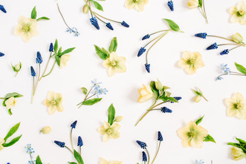 Beautiful hellebore flower, muscari flower and leaf on white background. Flat lay, top view.