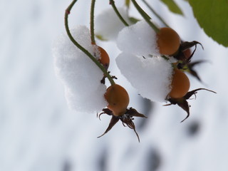 Ice crystal leaf fruit frost winter plant