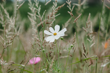 Wildflowers on a meadow