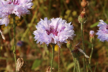 Fototapeta premium Blumen im Garten