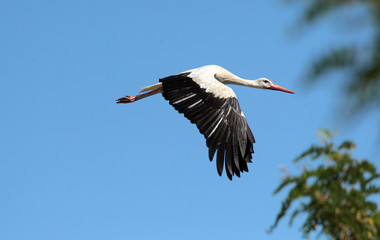 The white stork (Ciconia ciconia), flying with widely spread wings.