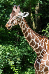 Giraffe - Giraffa camelopardalis