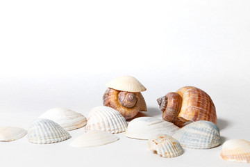several seashells on white background