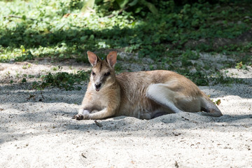 Flinkwallaby - Känguru - Macropus agilis