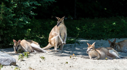 Flinkwallaby - Känguru - Macropus agilis © rudiernst