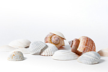 several seashells on white background