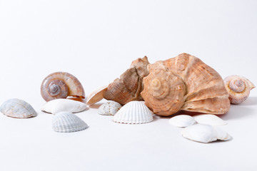 several seashells on white background