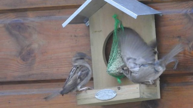 une bagarre d'oiseaux, mangent boule de graisse