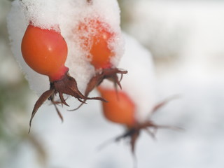 Ice crystal leaf fruit frost winter plant