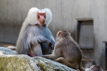 Mantelpavian - Hamadryas baboon