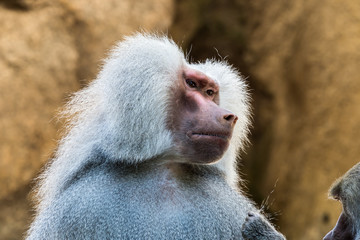 Mantelpavian - Hamadryas baboon