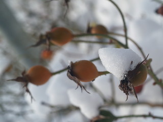 Ice crystal leaf fruit frost winter plant