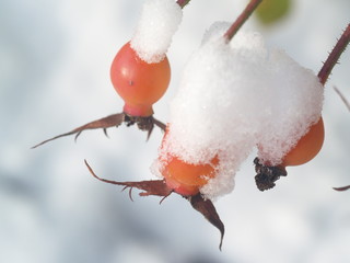 Ice crystal leaf fruit frost winter plant