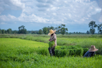 Fototapeta na wymiar Transplant rice seedlings in rice field, Asian farmer is withdrawn seedling and kick soil flick of Before the grown in paddy field,Thailand, Farmer planting rice in the rainy season.