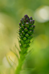 plant in flowers