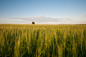 Polish wheat field