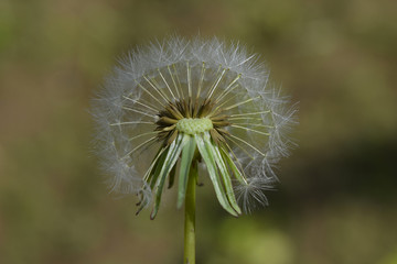 Obraz premium Diente de león - 37