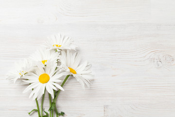 Obraz premium Garden chamomile flowers