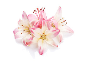Fototapeta na wymiar Pink lily flowers