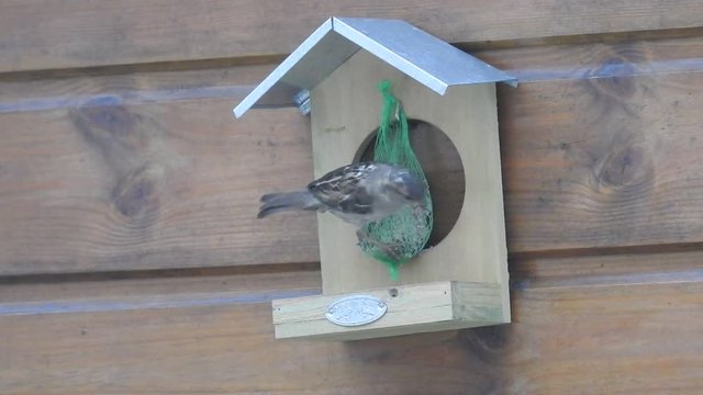 oiseau mange boule de graisse