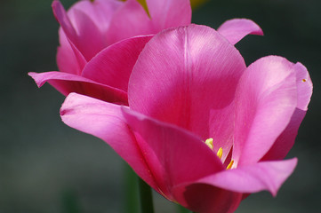 Fototapeta na wymiar Hard pink tulips