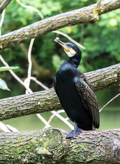 Kormoran - Phalacrocorax carbo
