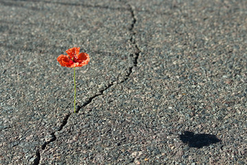 Fototapeta premium Mohnblume auf Straße