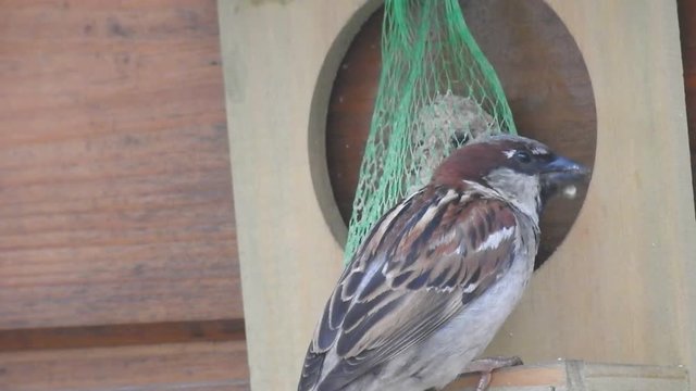 oiseau mange boule de graisse
