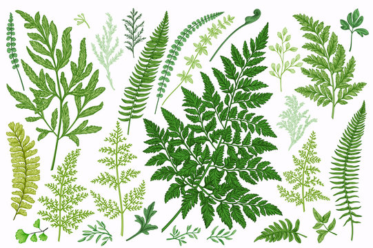 Set with leaves. Ferns.