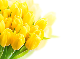 Yellow tulips on white background. Beautiful yellow tulips close up. Easter border design. Copy space for your text. Valentine's Day and Mother's Day background.