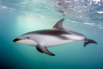 Obraz na płótnie Canvas Dusky Dolphin