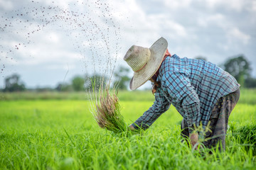 Transplant rice seedlings in rice field, Asian farmer is withdrawn seedling and kick soil flick of Before the grown in paddy field,Thailand, Farmer planting rice in the rainy season.