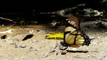 Papillon à Rio