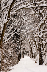 view of a snow covered path through an alley in a forest in winter in Switzerland