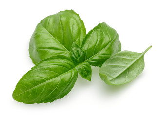Basil