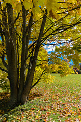 Fototapeta na wymiar Vertical view of a single maple tree with yellow leaves.