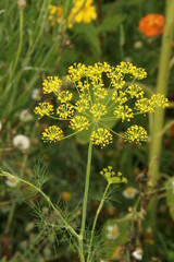 Kornfeldblumen