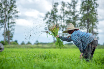 Naklejka na ściany i meble Transplant rice seedlings in rice field, Asian farmer is withdrawn seedling and kick soil flick of Before the grown in paddy field,Thailand, Farmer planting rice in the rainy season.
