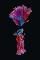 Siamese fighting fish isolated on black background