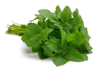 Melissa, lemon balm