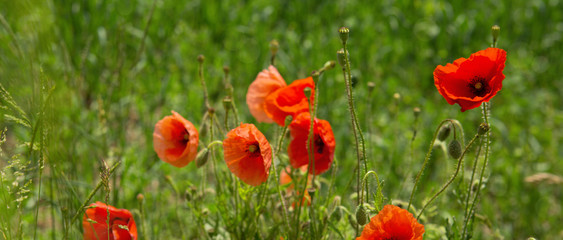 Poppy flowers background.