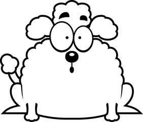 Surprised Little Poodle