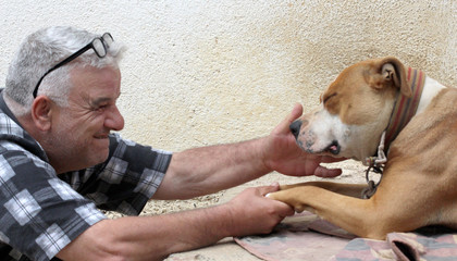 man loving american staffordshire terrier dog